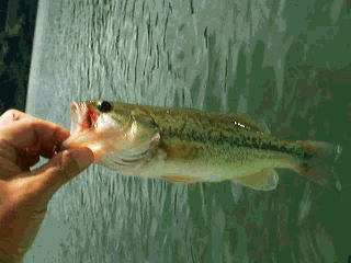 釣った魚”width=